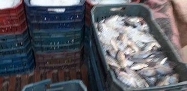بالصور| ضبط طن و200 كيلوجرام أسماك تغذت على الصرف الصحي بسوهاج