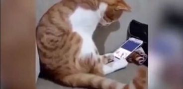ردة فعل مؤثرة لقط يرى صاحبه الغائب على الهاتف تحصد ملايين المشاهدات