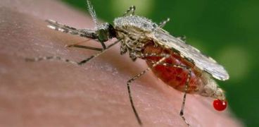 طفيليات الملاريا