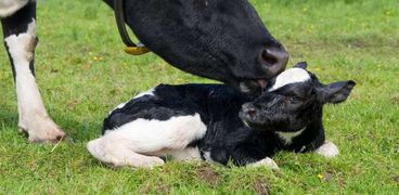 الولادة فى الأبقار الحلابة- صورة أرشيفية