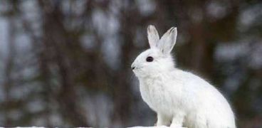 تأثير المناخ على الأرنب