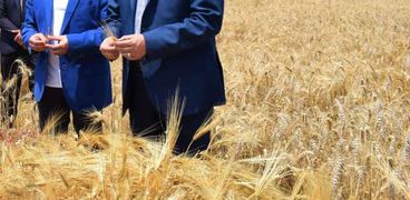 رئيس جامعة العريش يتابع بدء موسم حصاد القمح والشعير