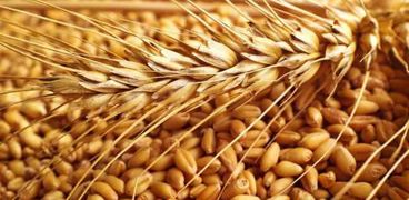 حصاد محصول القمح