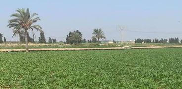 زراعة بنجر السكر في الإسكندرية