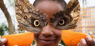 معرض الفراشات بمتحف التاريخ الطبيعي بلندن