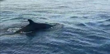 ظهور سرب من الحوت القاتل الكاذب بشواطئ الغردقة