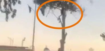 شاب يحاول الانتحار من أعلي شجرة في الإسماعيلية