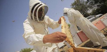 محمد هجرس أثناء تربية النحل