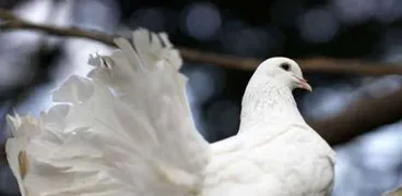 تفسير حلم رؤية طائر أبيض في المنام لابن سيرين