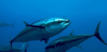 أسماك التونة زرقاء الزعانف