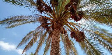 أشجار نخيل في كفر الشيخ