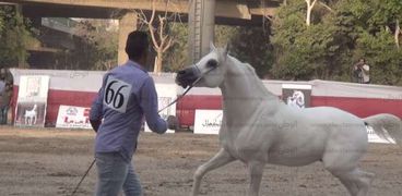 فيديو| قوام ممشوق ورقبة طويلة.. مسابقة ملكة جمال الخيول لحفظ تراث مصر