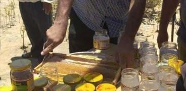 حصاد  60 كجم عسل من منحل محمية المانجروف بسفاجا وطرحه للمواطنين