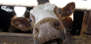 وزارة الزراعة تنفي ظهور جنون البقر في مصر