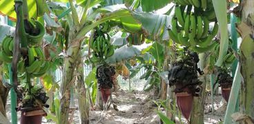 زراعة الموز بمصر