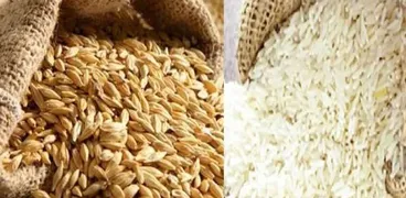 صورة أرز أبيض وشعير - أرشيفية