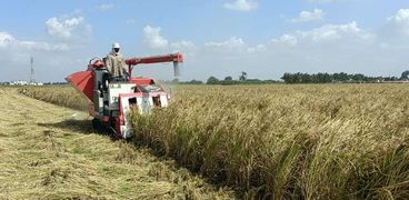 حصاد محصول الأرز الشعير 2022