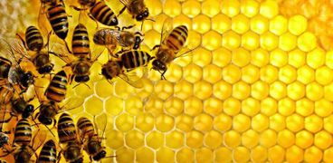 تفسير حلم قرص النحل