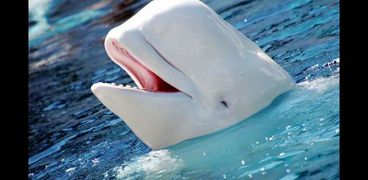 الحوت الأبيض
