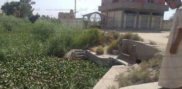 بالصور| 5 قرى تشتكي من كساء حشائش "ورد النيل" على المصرف الرئيسي بقنا