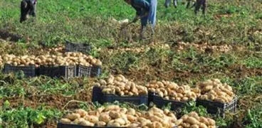 البطاطس من اهم المحاصيل المصدرة