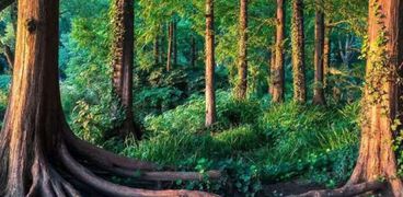 غابات تدل على الصحة النباتية