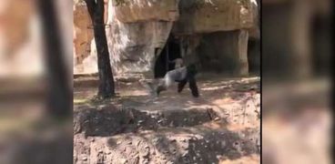 غوريلا تهاجم حارستين بحديقة حيوان أمريكية