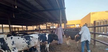 حملات تحصين ماشية تقوم بها الحكومة في المزارع