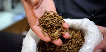 افتتاح مطعم لبيع الحشرات في جنوب أفريقيا