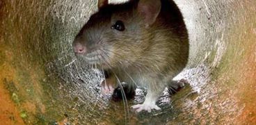 الفئران تغزو البرلمان البريطاني