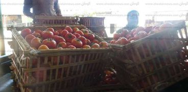 زيادة ملحوظة  في انتاج محصول الطماطم