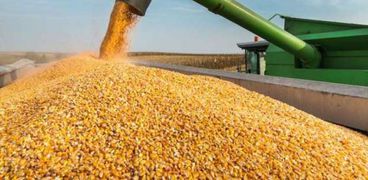 وزارة الزراعة تعلن أسعار الذرة الشامية