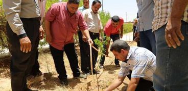غرس 3000 شجرة مثمرة بمدارس الوادي الجديد
