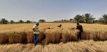 «الزراعة» تنظم يوم حصاد في وادي النقرة بأسوان: توعية وتعاون وحقول إرشادية