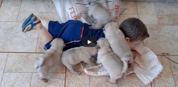 طفل يلهو مع خمسة كلاب صغيرة