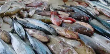 أسعار السمك والجمبري اليوم بالأسواق