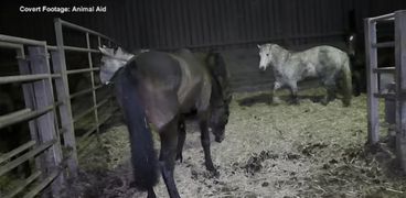 مشاهد مروعة من داخل مدبح: قتل الخيول وسلخها بطريقة غير انسانية