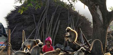 الطفل الهندي واصدقائه القرود