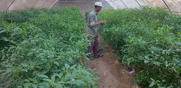 الصوب الزراعية بجنوب سيناء