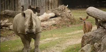 وحيد القرن الأبيض توبي