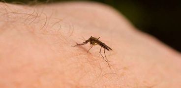 البعوضة المسببة للإصابة بالملاريا