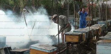 مشروعات تربية النحل، أحد المشروعات التي تمولها الإيفاد
