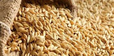 الأرز الشعير يسجل تراجعاً بنحو 1500 جنبه للطن
