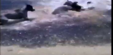 معركة بالفيديو| معركة شرسة بين كلاب وأسماك قرش وأشخاص يصيحوا لإنقاذ الموقف بين كلاب وأسماك قرش وأشخاص يصيحوا لإنقاذ الموقف