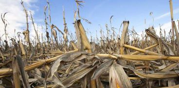 جفاف المحاصيل بسبب تغير المناخ