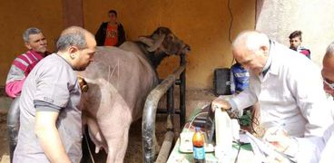 "التناسليات الحيوانية" ينظم 6 قوافل بيطرية علاجية في قرى القليوبية بالمجان