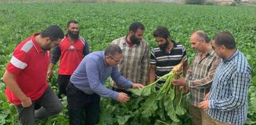 زراعة الإسكندرية تتابع المحاصيل