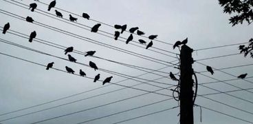 لماذا لا تُصعق الطيور عند الوقوف على أسلاك الكهرباء؟