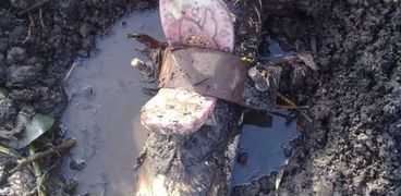 فيديو... ب"فردة شبشب" تصليح ماسورة مياه رئيسية بالغربية