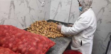 مكافحة العفن البني في البطاطس